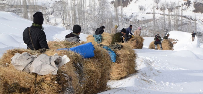 Burası Hakkari! Karlı dağlarda kızaklarla ot taşıyorlar 1
