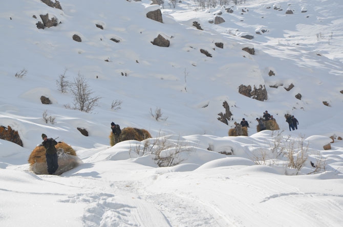 Burası Hakkari! Karlı dağlarda kızaklarla ot taşıyorlar 25