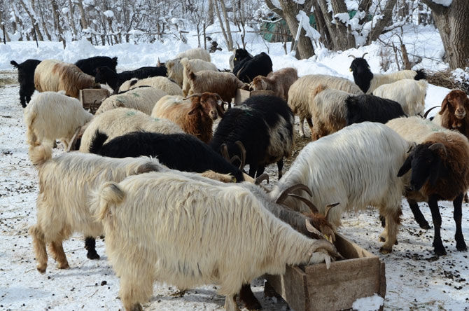 Burası Hakkari! Karlı dağlarda kızaklarla ot taşıyorlar 29