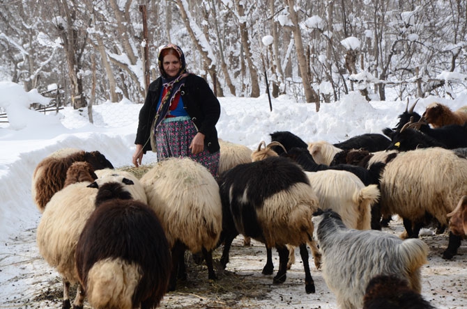 Burası Hakkari! Karlı dağlarda kızaklarla ot taşıyorlar 30