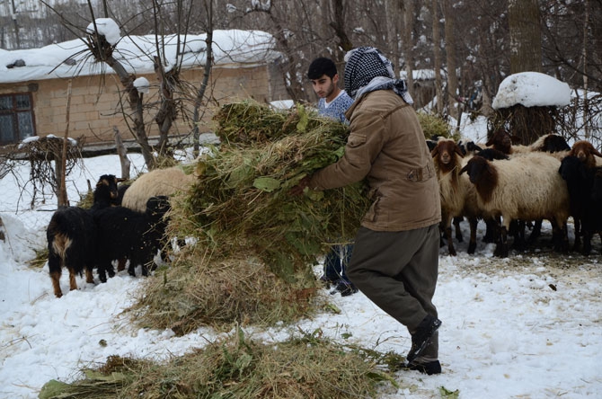 Burası Hakkari! Karlı dağlarda kızaklarla ot taşıyorlar 31