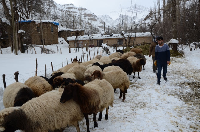 Burası Hakkari! Karlı dağlarda kızaklarla ot taşıyorlar 32