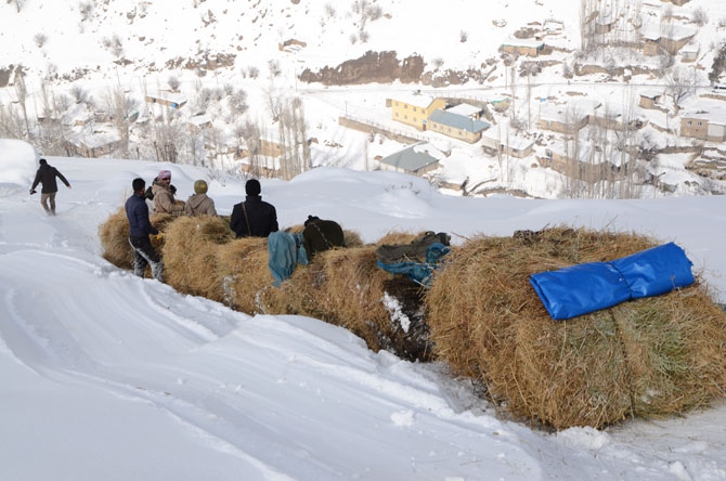 Burası Hakkari! Karlı dağlarda kızaklarla ot taşıyorlar 4