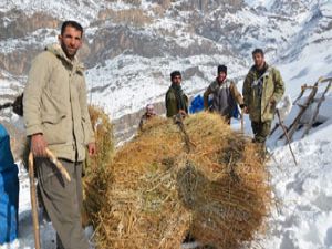 Burası Hakkari! Karlı dağlarda kızaklarla ot taşıyorlar