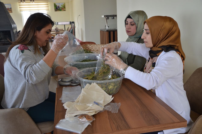 Hakkâri’de bir ilk: Organik Tarım Evi açılıyor! 9