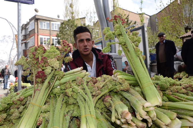 Uçkun Hakkari'de işsizlerin iş kapısı oldu 1