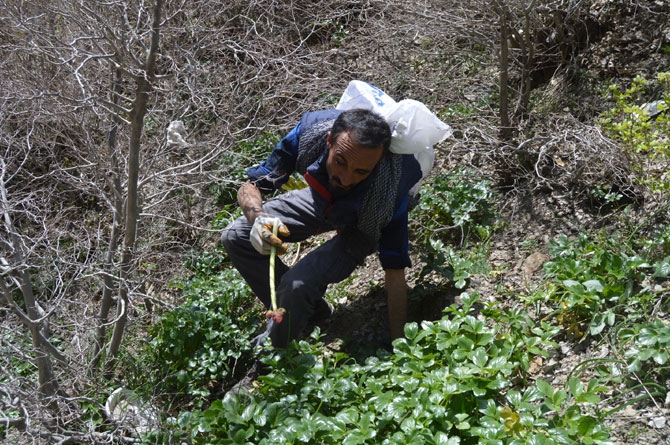 Uçkun Hakkari'de işsizlerin iş kapısı oldu 7