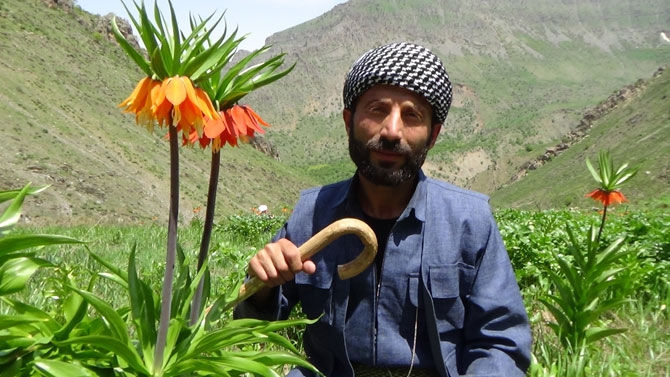 Hakkari'de doğaseverlerin 'Ters Lale' buluşması 12