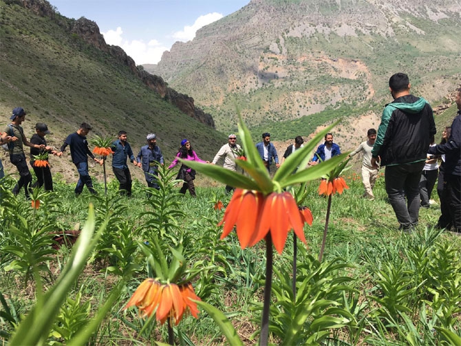 Hakkari'de doğaseverlerin 'Ters Lale' buluşması 17