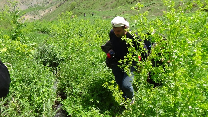 Hakkari'de doğaseverlerin 'Ters Lale' buluşması 25