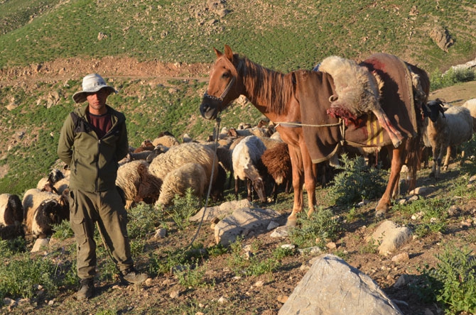 Hakkari'de zorlu yayla yolculuğu 12