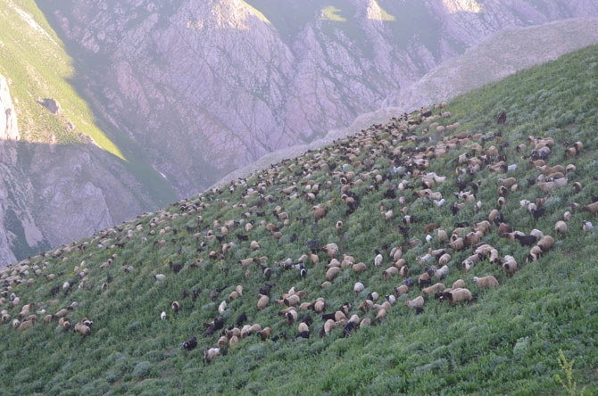 Hakkari'de zorlu yayla yolculuğu 15