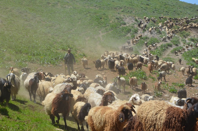 Hakkari'de zorlu yayla yolculuğu 26