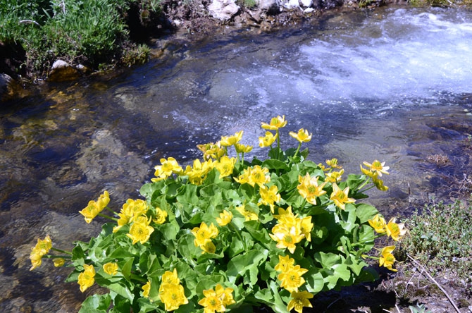 Hakkari'de zorlu yayla yolculuğu 33