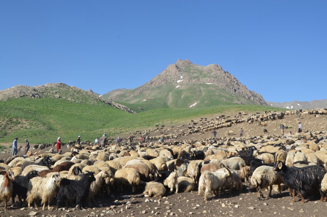 Hakkari'de zorlu yayla yolculuğu 38
