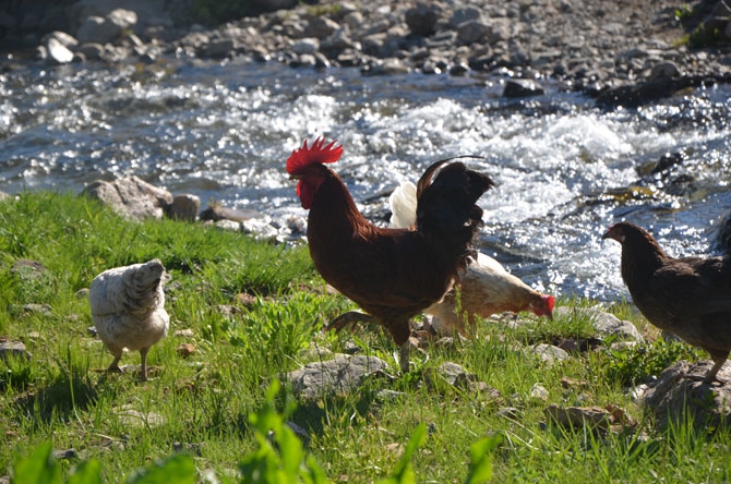 Hakkari'de zorlu yayla yolculuğu 4