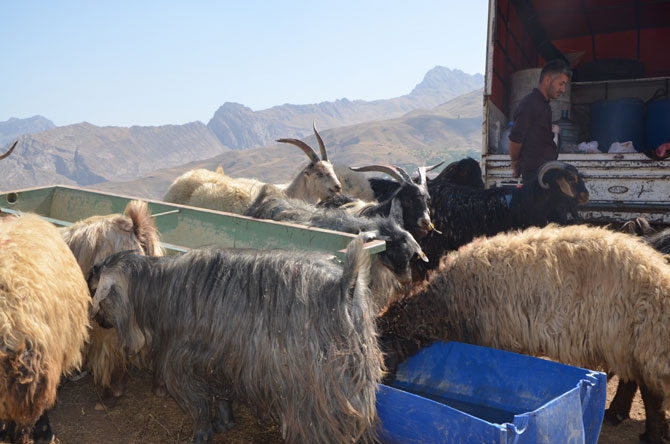 Hakkari’de bayram pazarı kuruldu! 21