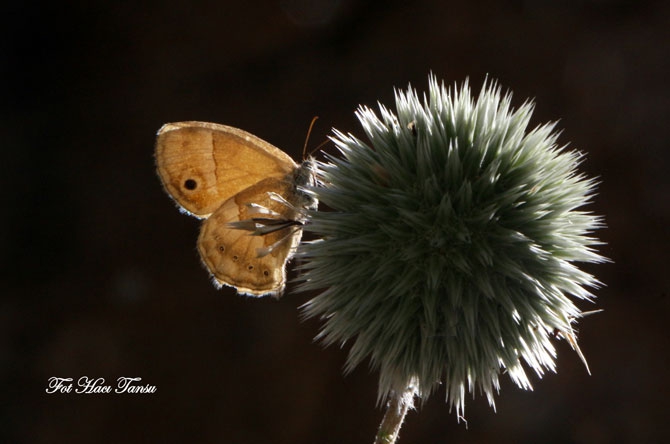Hakkari Türkiye’nin kelebek zengini! 10