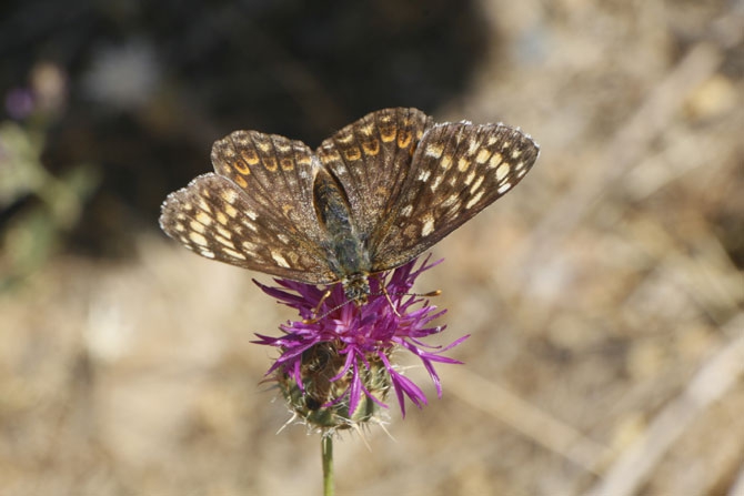 Hakkari Türkiye’nin kelebek zengini! 11