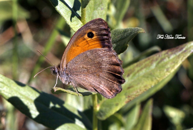Hakkari Türkiye’nin kelebek zengini! 12