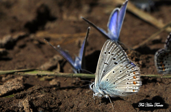 Hakkari Türkiye’nin kelebek zengini! 13