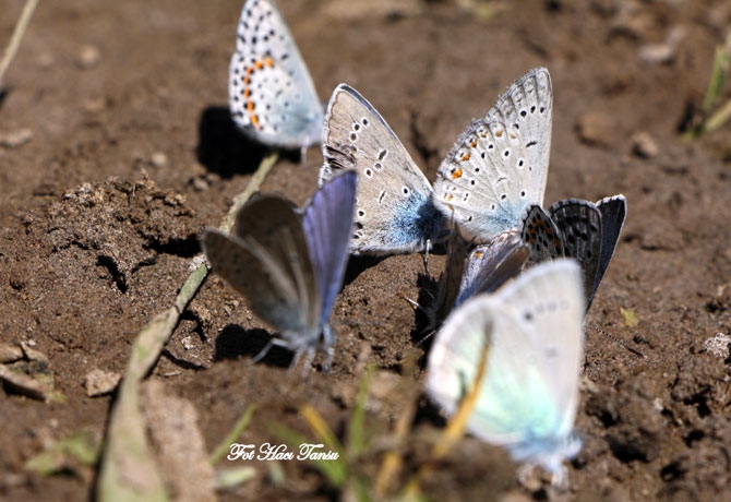 Hakkari Türkiye’nin kelebek zengini! 14
