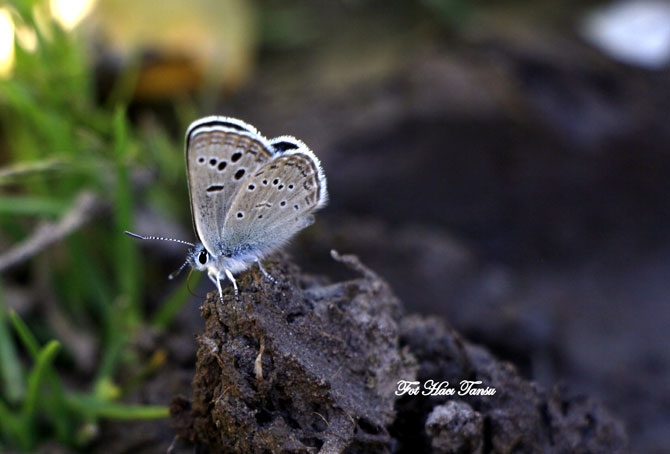 Hakkari Türkiye’nin kelebek zengini! 15
