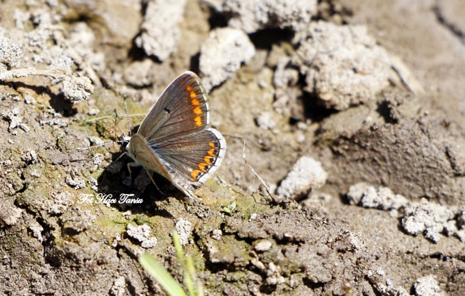 Hakkari Türkiye’nin kelebek zengini! 16