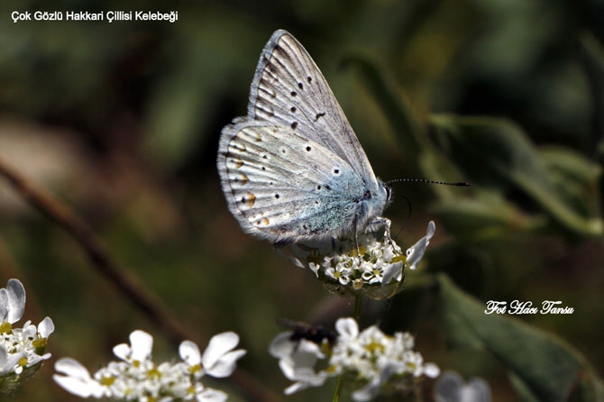 Hakkari Türkiye’nin kelebek zengini! 17