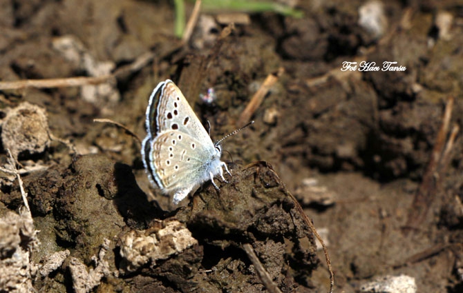 Hakkari Türkiye’nin kelebek zengini! 18