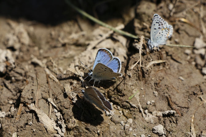 Hakkari Türkiye’nin kelebek zengini! 19