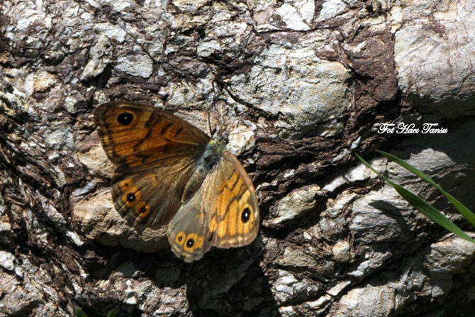 Hakkari Türkiye’nin kelebek zengini! 2