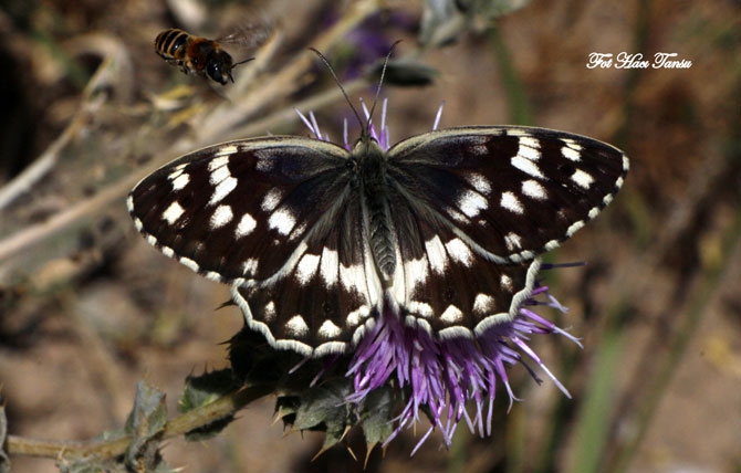 Hakkari Türkiye’nin kelebek zengini! 20