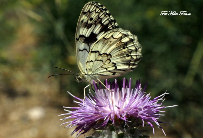 Hakkari Türkiye’nin kelebek zengini! 21