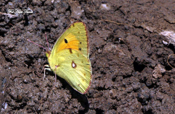 Hakkari Türkiye’nin kelebek zengini! 22