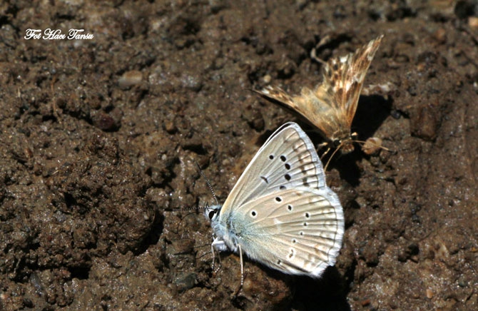 Hakkari Türkiye’nin kelebek zengini! 23
