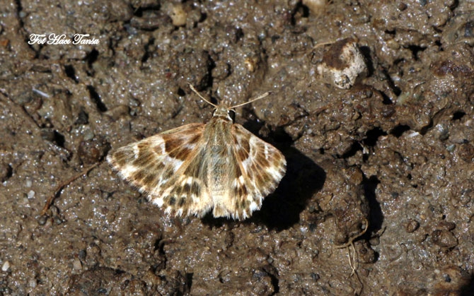 Hakkari Türkiye’nin kelebek zengini! 25