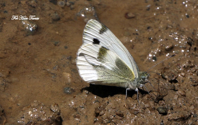 Hakkari Türkiye’nin kelebek zengini! 26