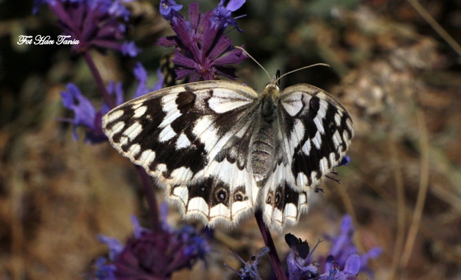 Hakkari Türkiye’nin kelebek zengini! 27