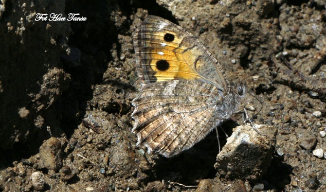 Hakkari Türkiye’nin kelebek zengini! 28