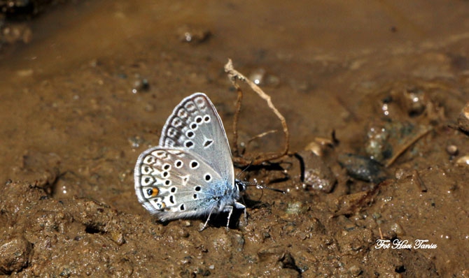 Hakkari Türkiye’nin kelebek zengini! 29