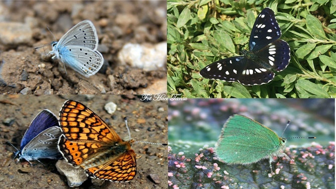Hakkari Türkiye’nin kelebek zengini! 3