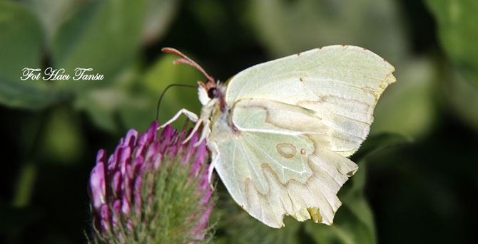 Hakkari Türkiye’nin kelebek zengini! 30