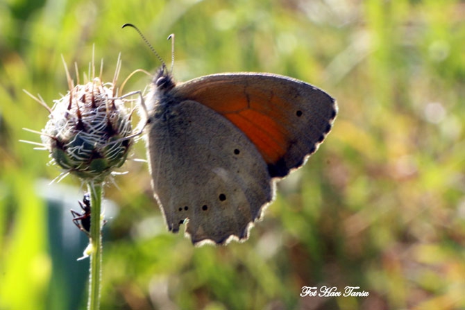 Hakkari Türkiye’nin kelebek zengini! 33