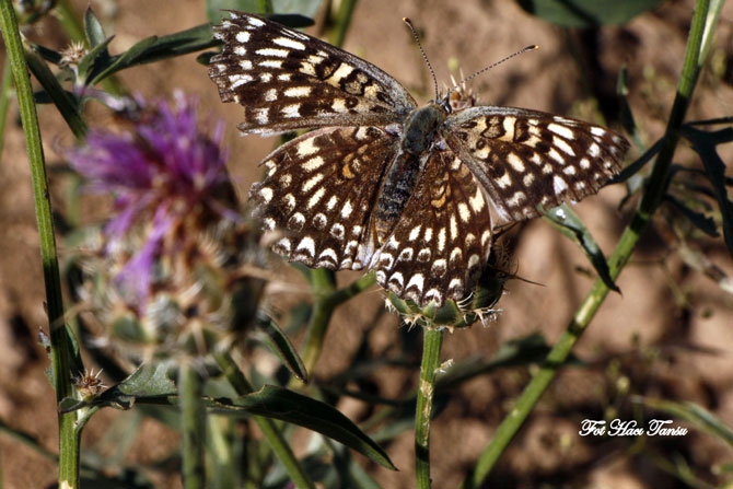 Hakkari Türkiye’nin kelebek zengini! 34