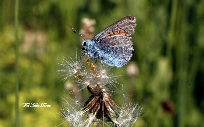 Hakkari Türkiye’nin kelebek zengini! 35