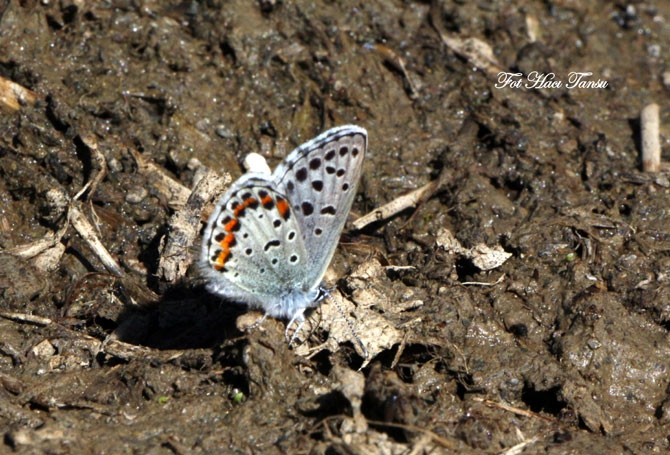 Hakkari Türkiye’nin kelebek zengini! 36