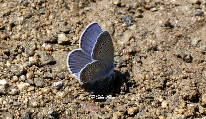 Hakkari Türkiye’nin kelebek zengini! 37