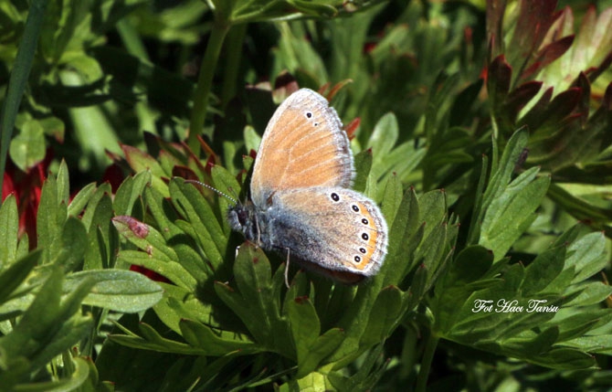 Hakkari Türkiye’nin kelebek zengini! 39