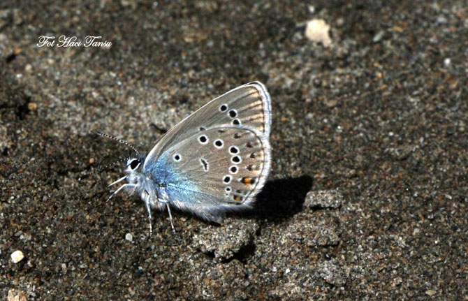 Hakkari Türkiye’nin kelebek zengini! 4